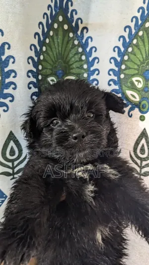 1-3 Months Male Purebred Lhasa Apso