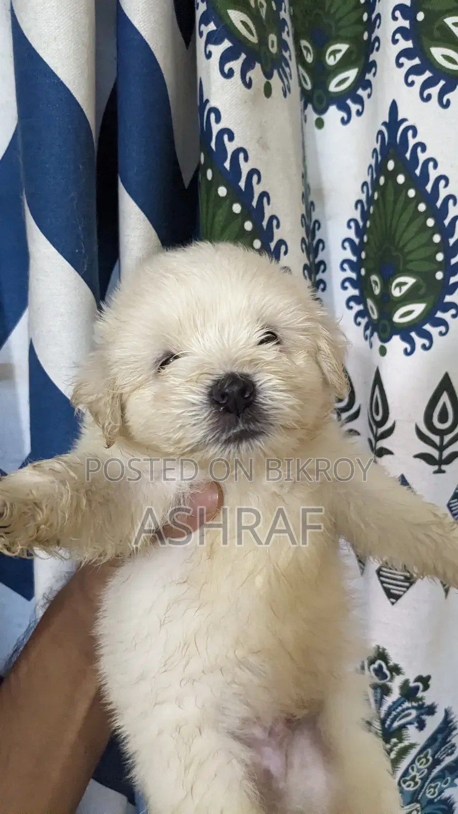1-3 Months Male Purebred Lhasa Apso