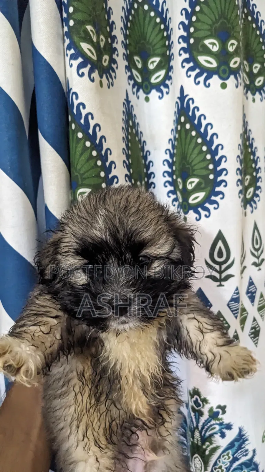 1-3 Months Male Purebred Lhasa Apso