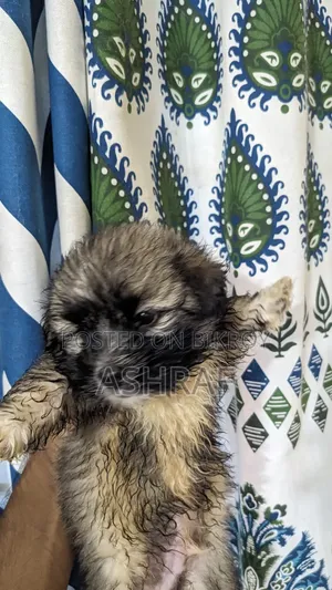 1-3 Months Male Purebred Lhasa Apso