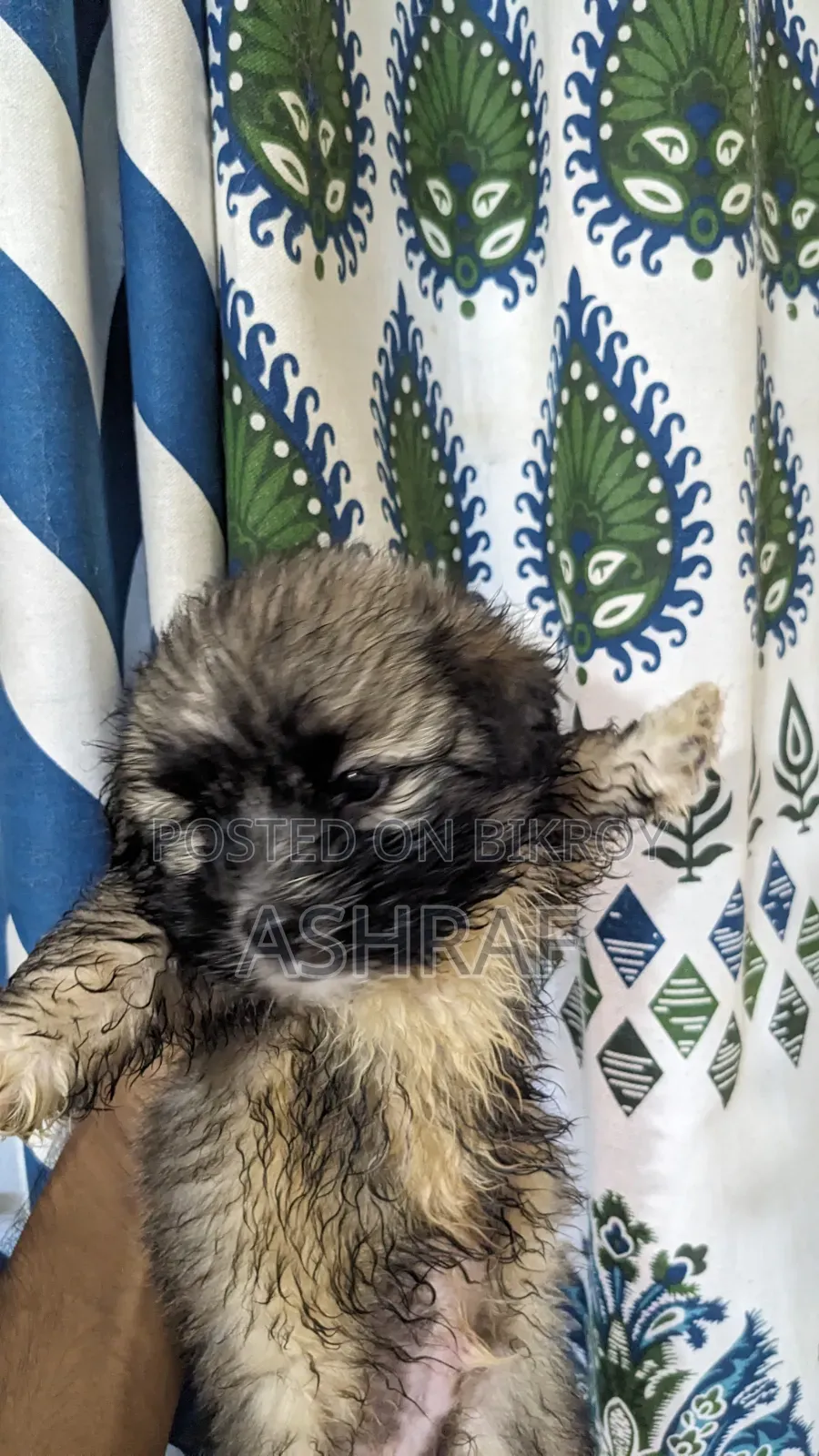 1-3 Months Male Purebred Lhasa Apso