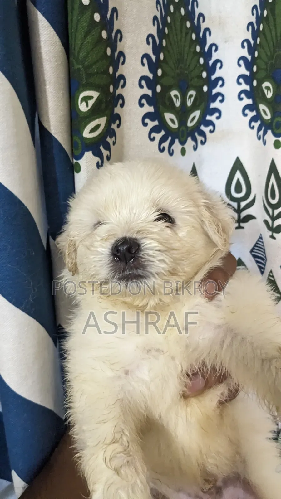 1-3 Months Male Purebred Lhasa Apso