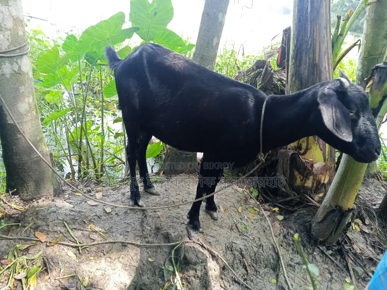 4 Goats for Sale
