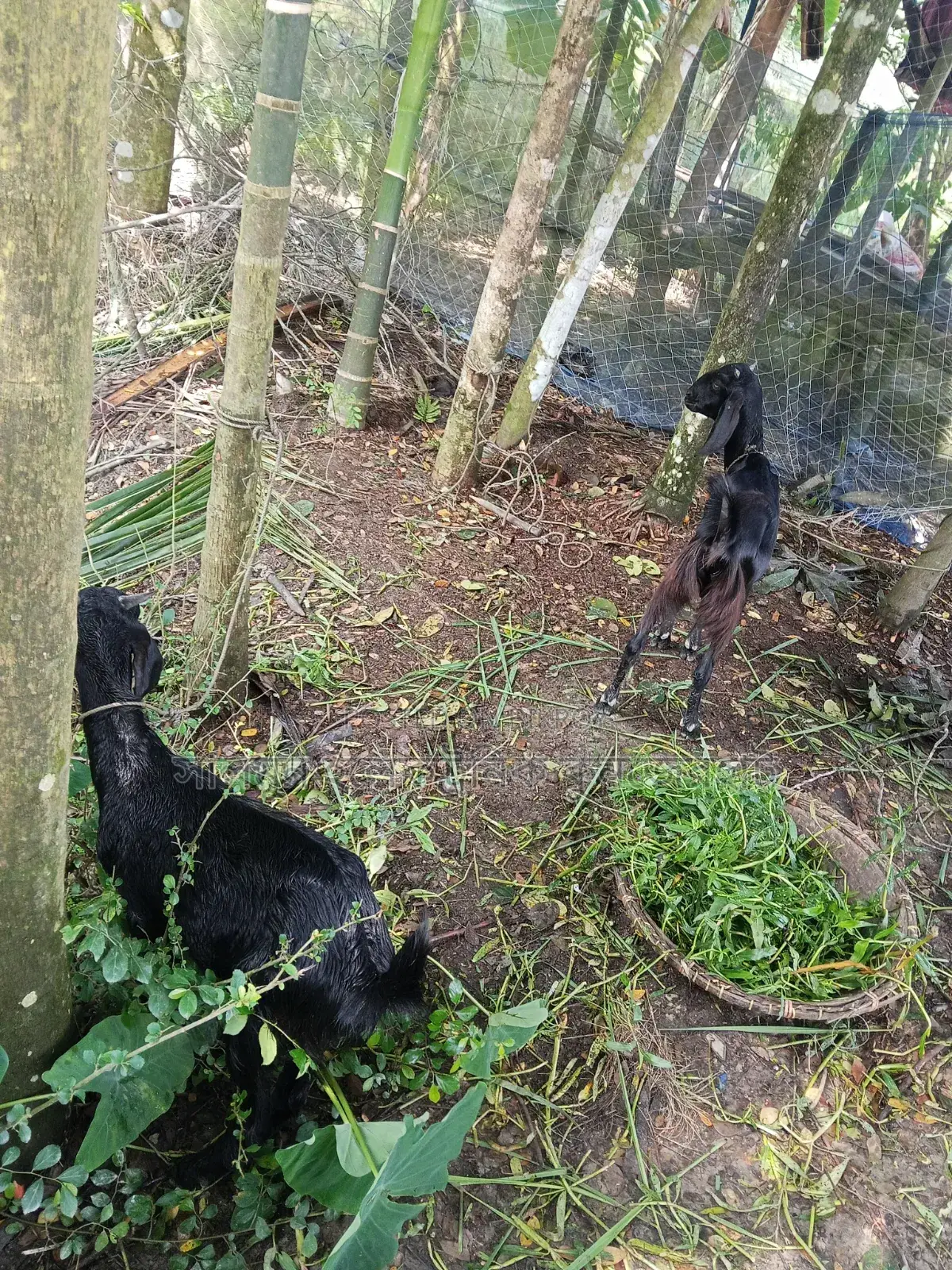 4 Goats for Sale