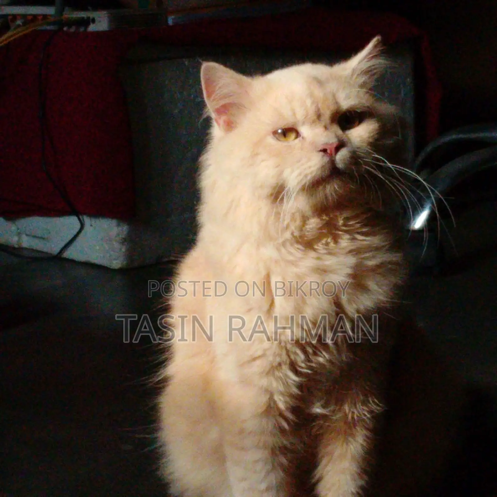 6-12 Months Female Purebred Persian