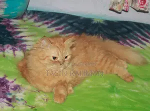 6-12 Months Female Purebred Persian