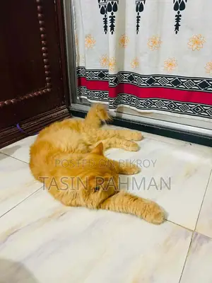 6-12 Months Female Purebred Persian