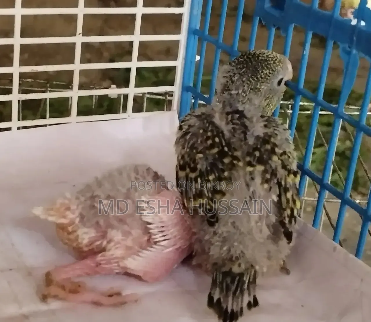 Tame Size Budgie Baby