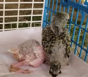 Tame Size Budgie Baby