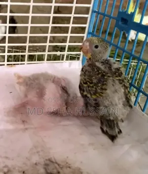 Tame Size Budgie Baby