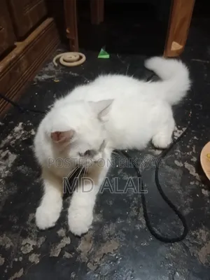 ১-৩ মাসের মেল পিওরব্রেড পার্সিয়ান
