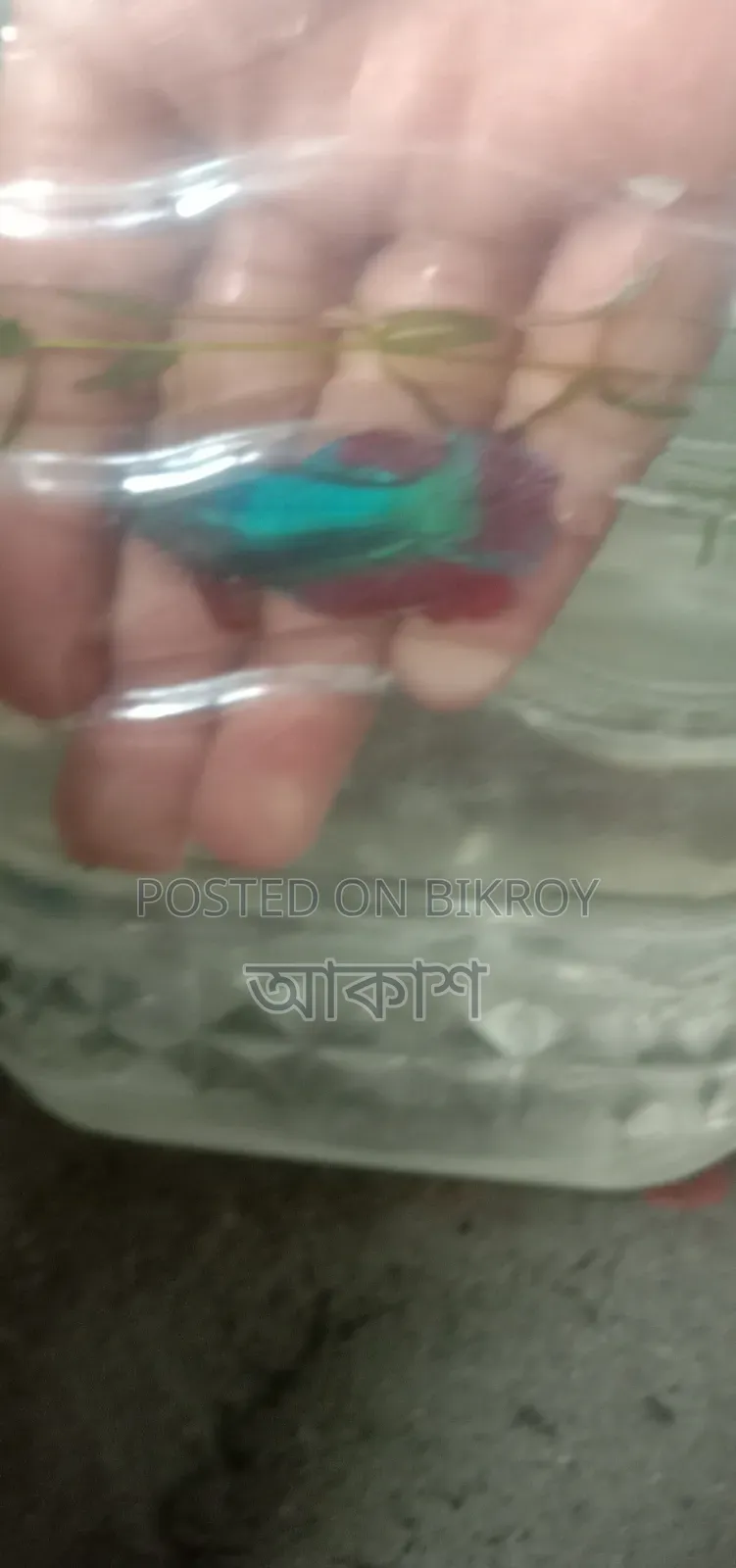1 pair of Fighter Fish for sale