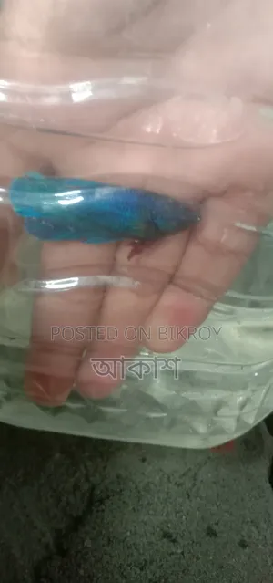 1 pair of Fighter Fish for sale