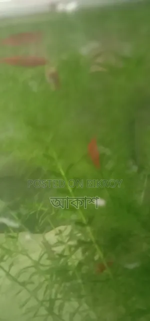 Red Shrimp Full Loaded 4 Pairs Must Take 150 Taka 4 Pairs