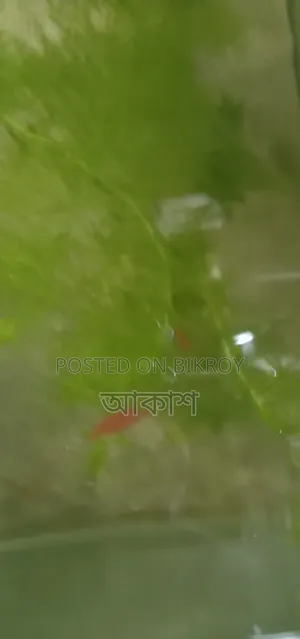 Red Shrimp Full Loaded 4 Pairs Must Take 150 Taka 4 Pairs