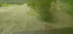 Red Shrimp Full Loaded 4 Pairs Must Take 150 Taka 4 Pairs