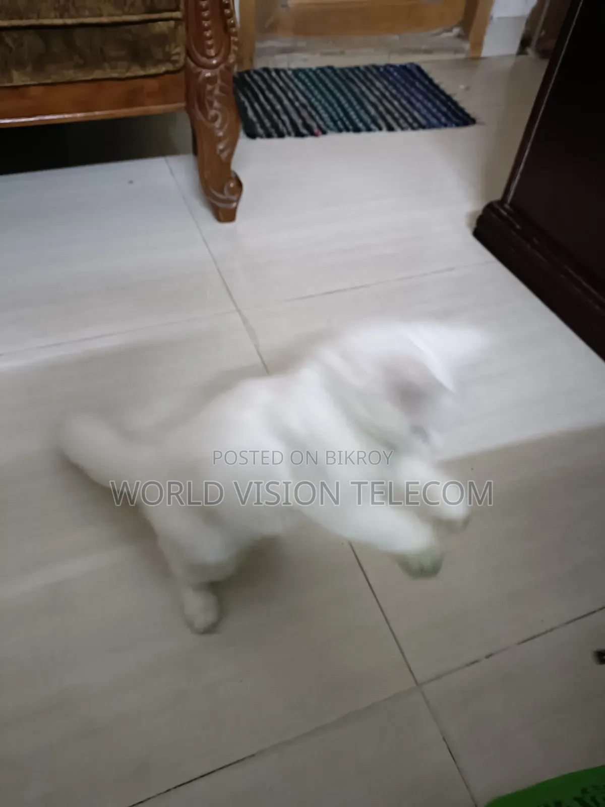 3-6 Months Female Purebred Persian