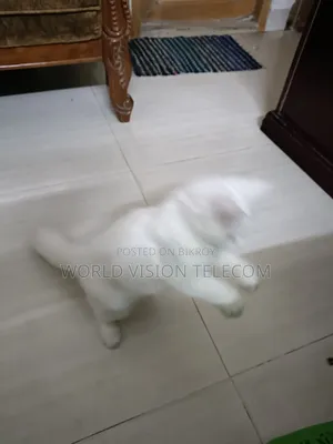 3-6 Months Female Purebred Persian