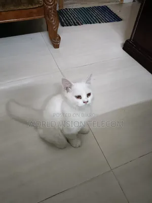 3-6 Months Female Purebred Persian