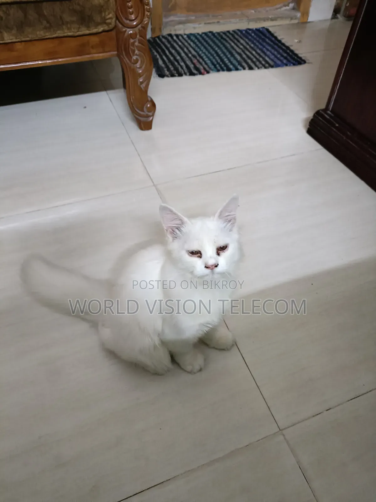 3-6 Months Female Purebred Persian