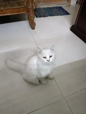 3-6 Months Female Purebred Persian