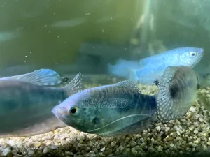 Aquarium Set