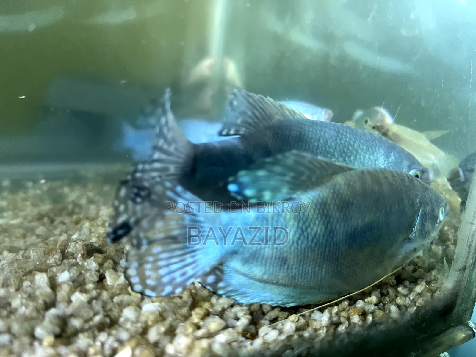Aquarium Set