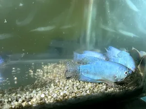 Aquarium Set