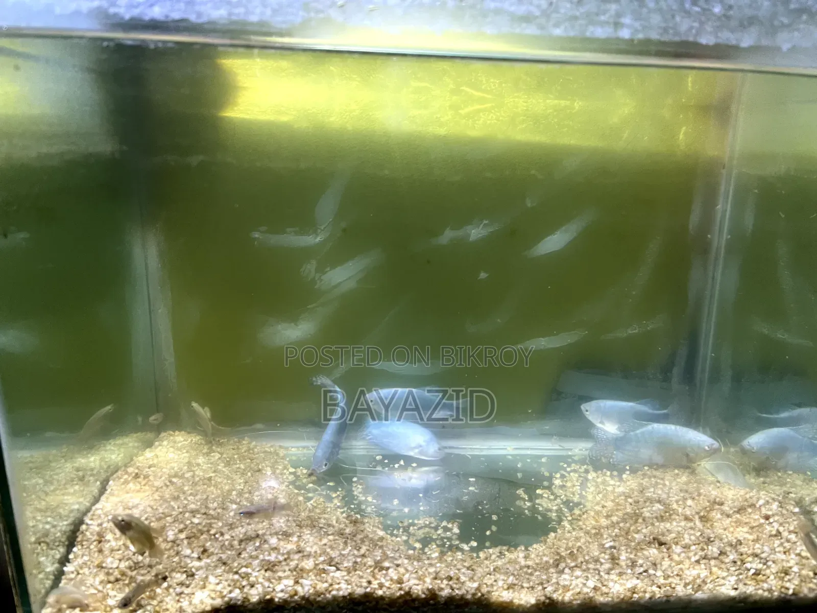 Aquarium Set