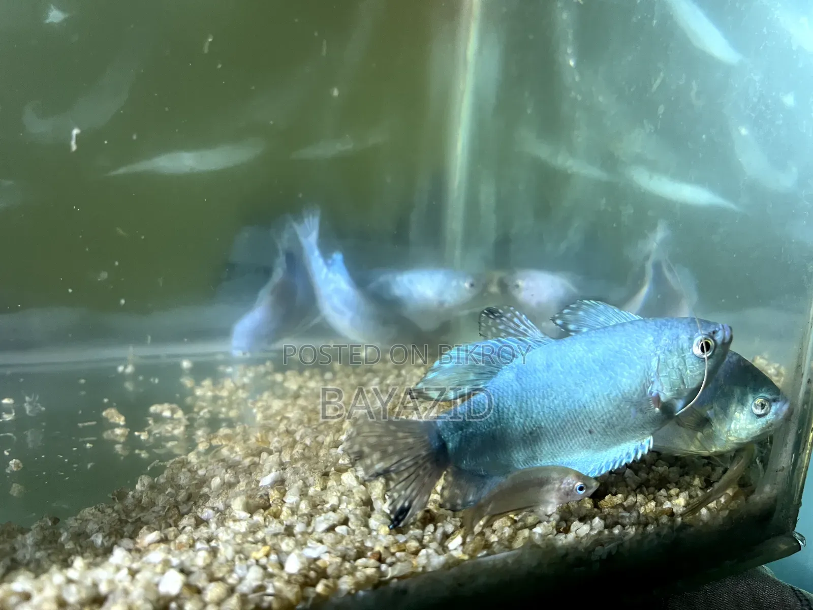 Aquarium Set