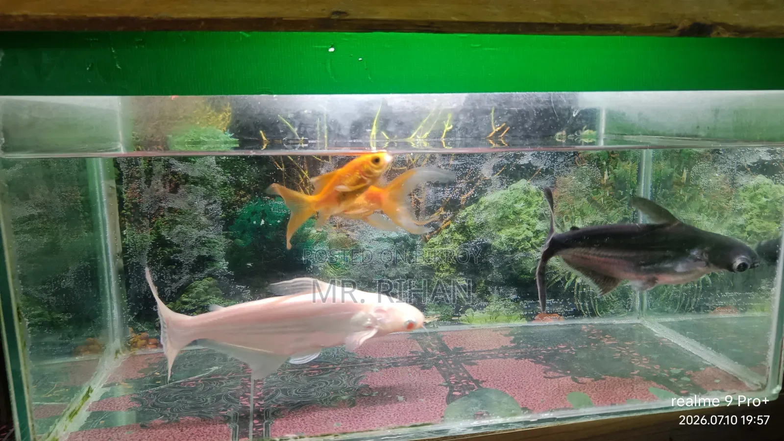 Aquarium With Fish