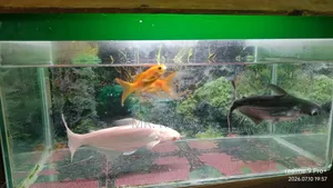মাছ সহ একুরিয়াম