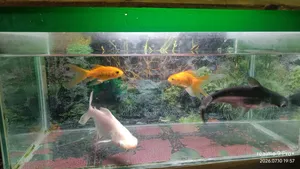 Aquarium With Fish