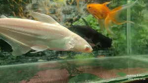 Aquarium With Fish