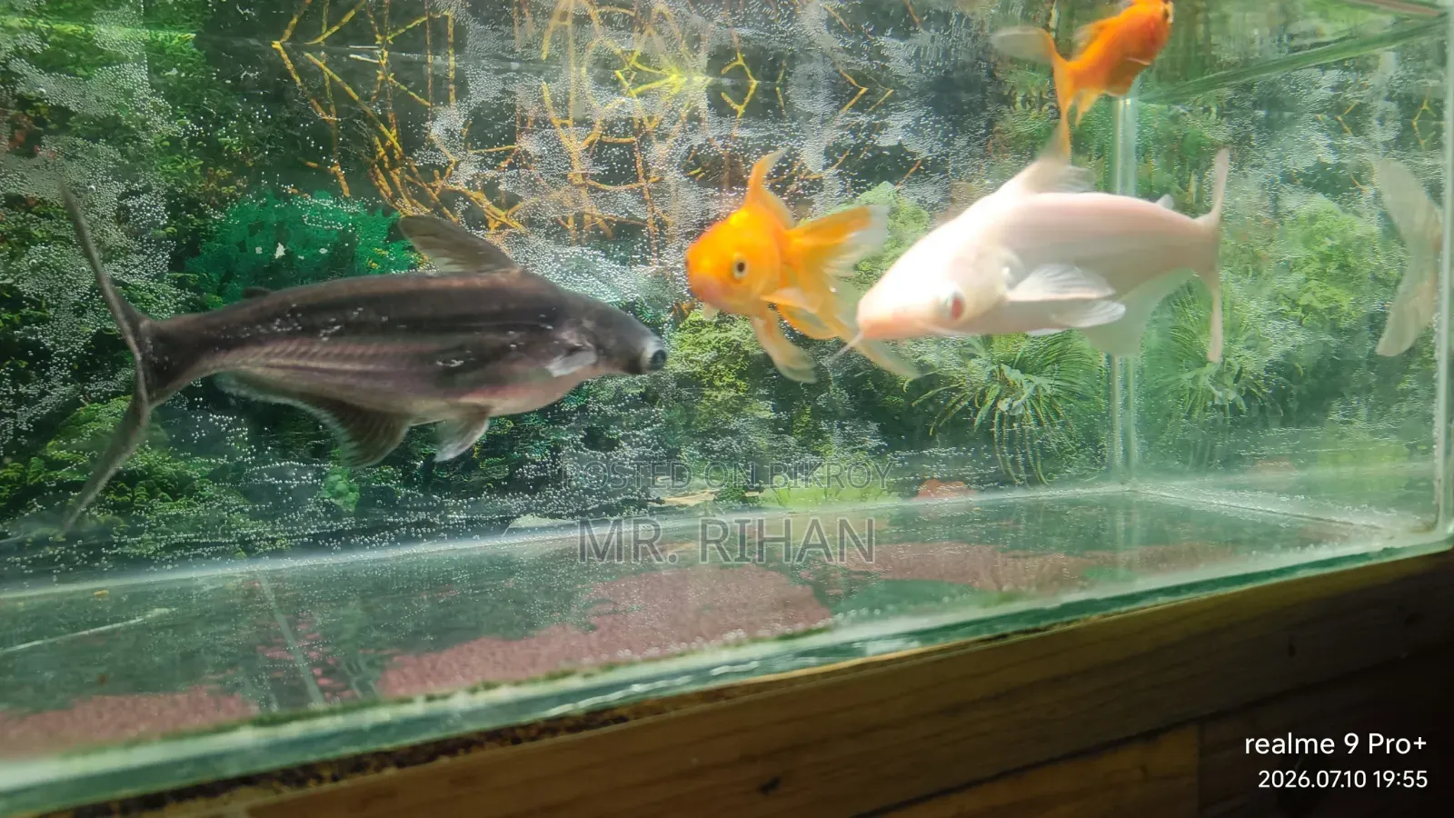 Aquarium With Fish