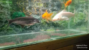 Aquarium With Fish