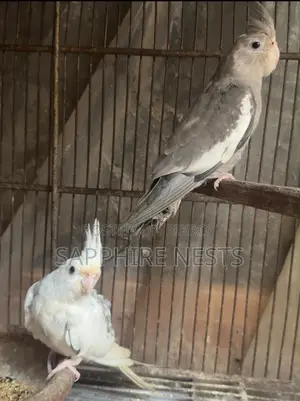 Cockatiel for Sell
