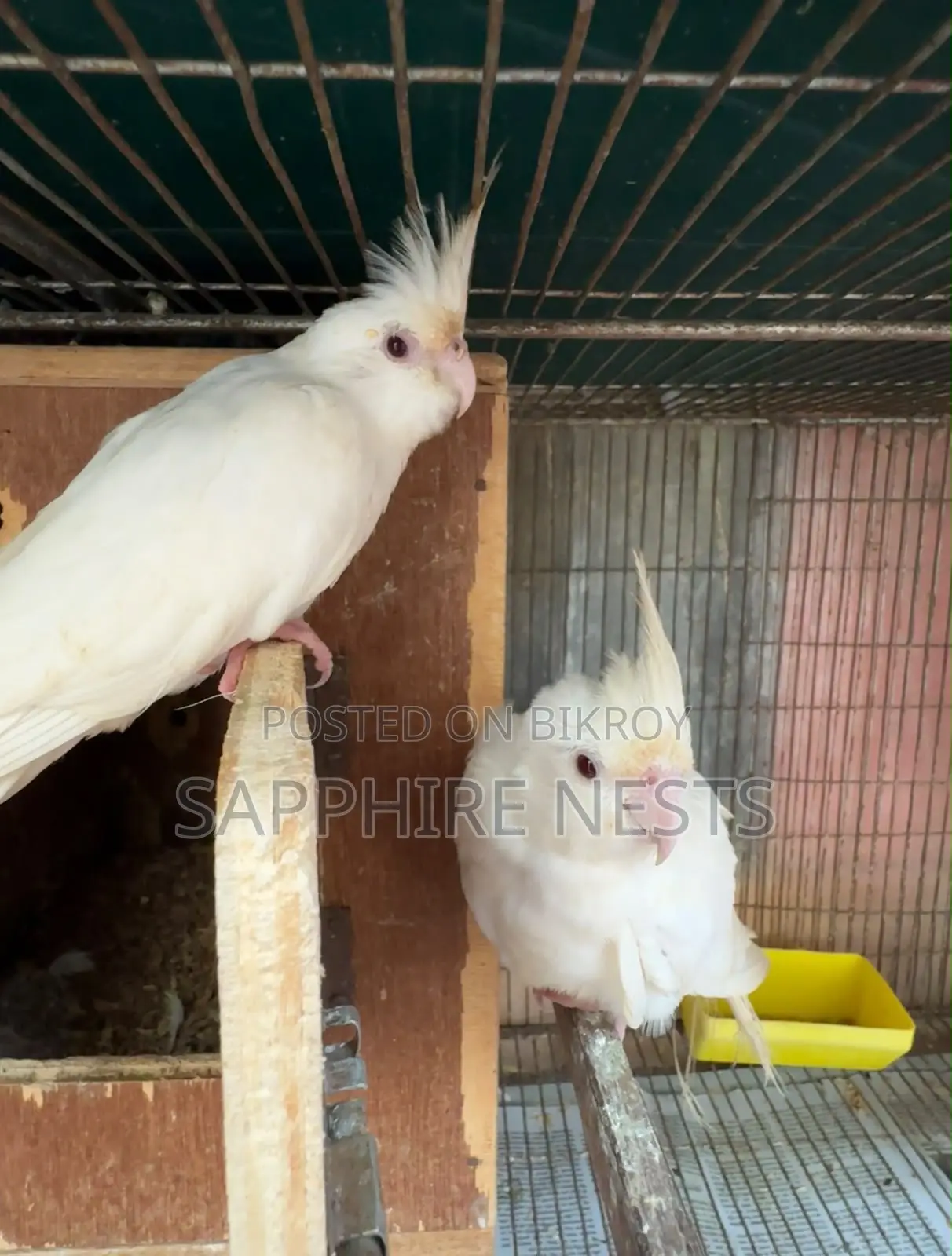 Cockatiel for Sell