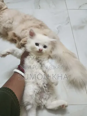 1-3 Months Male Purebred Persian