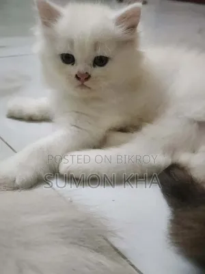 1-3 Months Male Purebred Persian