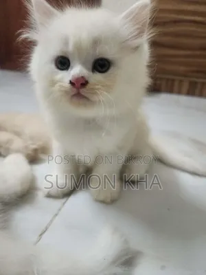 1-3 Months Male Purebred Persian