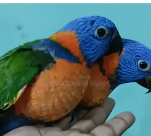 টেম সাইজ বেবি বার্ডস