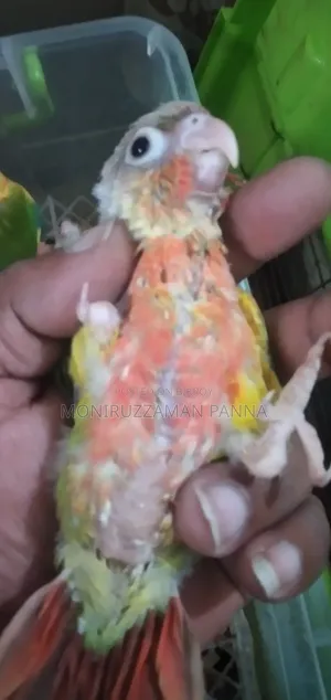 টেম সাইজ বেবি বার্ডস