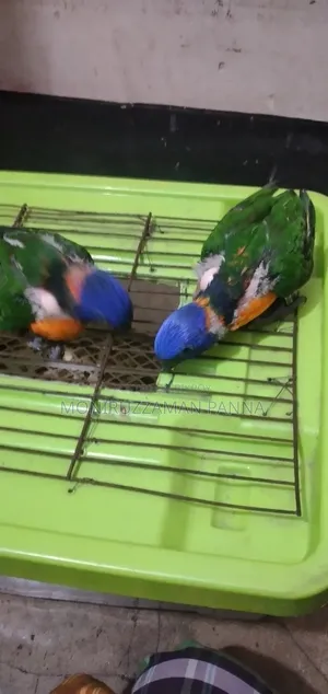 লাল রঙের লরি বেবি