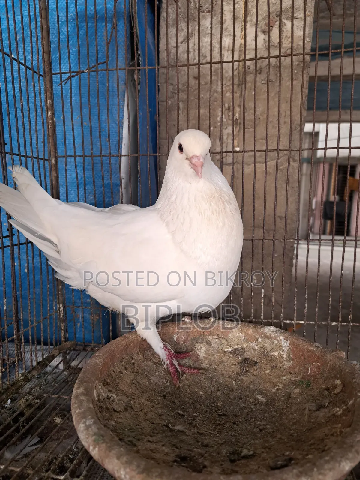 King Male Pigeon.
