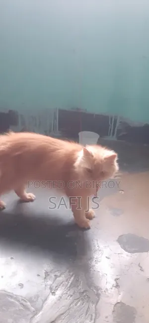 6-12 Months Female Purebred Persian