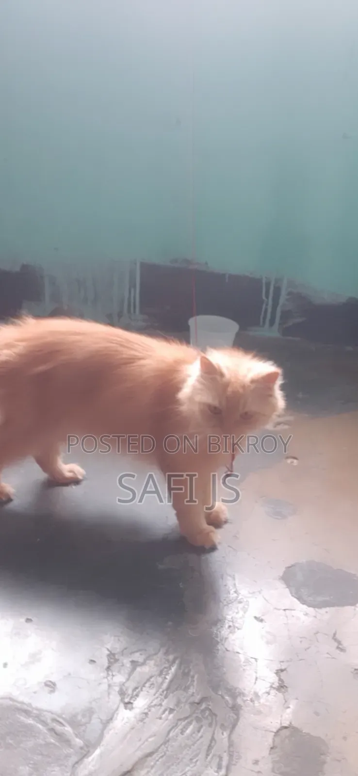 6-12 Months Female Purebred Persian