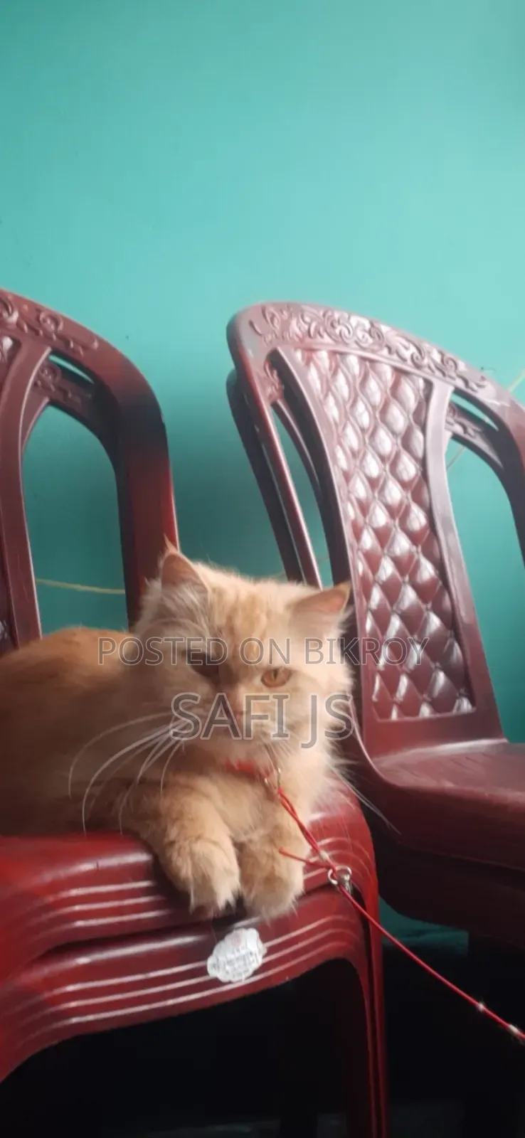 6-12 Months Female Purebred Persian