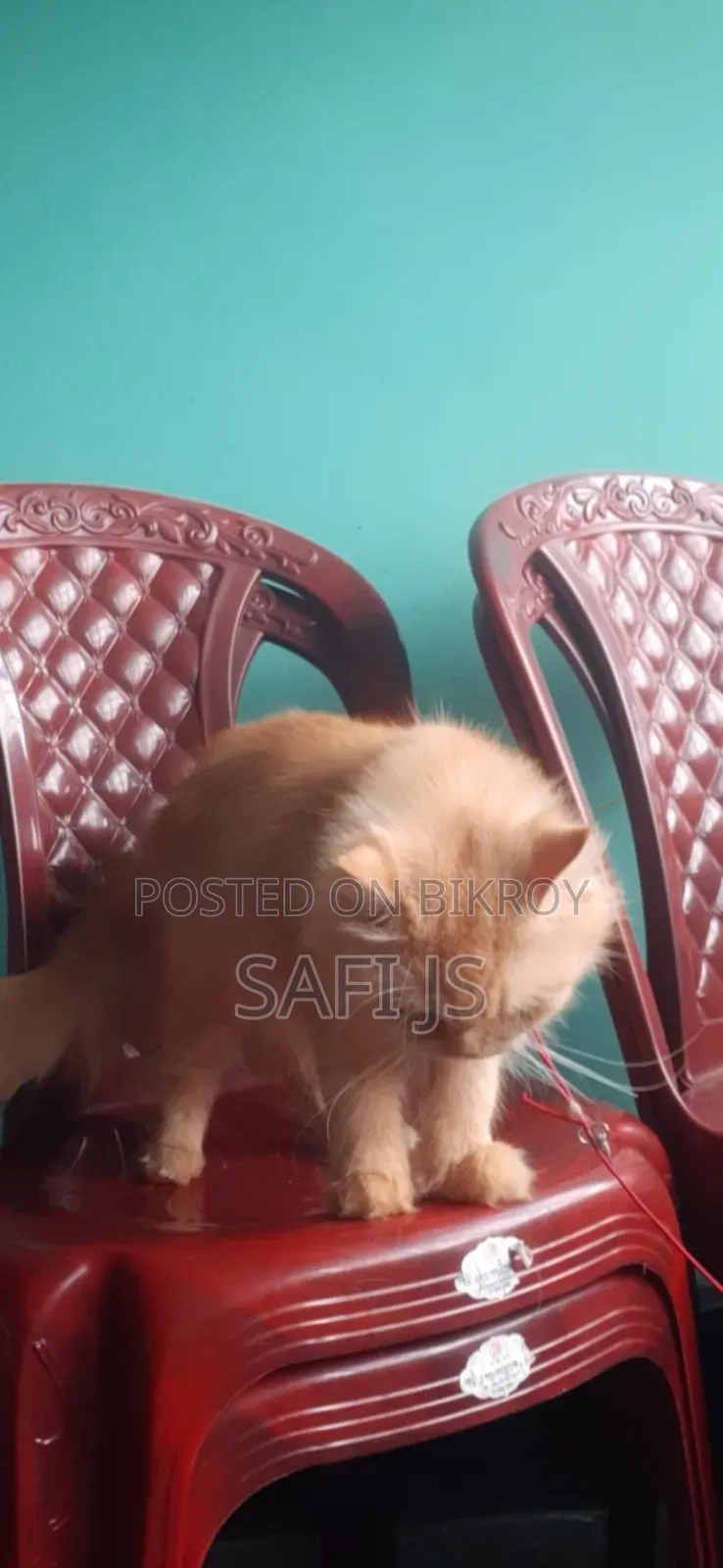 6-12 Months Female Purebred Persian