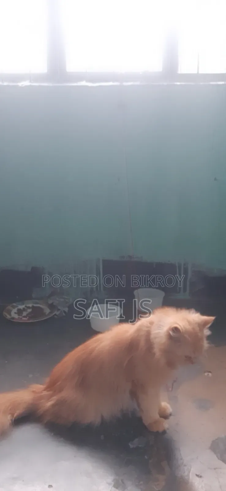 6-12 Months Female Purebred Persian